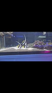 The Corner Reef on Reels