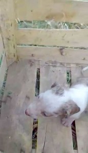 Jul 29.: Torpire rengeteg erdeklodo emailt es uzenetet kaptunk, kerjuk mindenki turelmet, a posztjat fogjuk majd frissiteni, egyenkent sajnos lehetetlen EGY embernek ennyi uzenet megvalaszolasa egy kutyara, mert a tobbi mentvenyunk is ugyanugy el kell latni, akikre egy erdeklodo sincs honapok es evek ota. Koszonjuk a megertest. 💔💔…… Törpi egy VAK, 300 GRAMMOS, 6 hetes, harlekin törpe tacskó kisfiú …… ….. ☠️ Heves es Hevesvezekény ☠️ közé tette ki egy szaporitó az út szélére es hagyta sorsára e