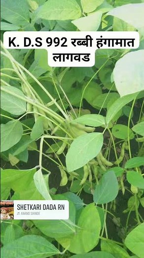 रब्बी हंगामात लागवड केलेला प्रयोग कसा वाटला