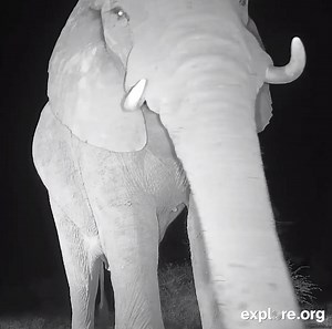 Come get WILD with us on a virtual live safari every day from South Africa! | explore.org