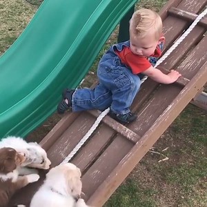 12K views · 720 reactions | attaque de bisous ! | Animaux Mignons | Facebook