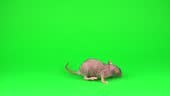 Ratten-Dumbo-Sphinx auf Greenscreen-Hintergrund