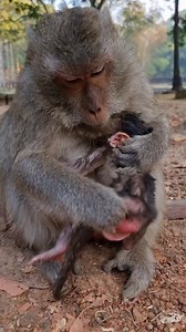 2.9K views · 105 reactions | Congrats, mom Blacky gave birth to girl #monkey #reelsfbシ #animal #babymonkey #cuteanimals #wildlife | Monkey Care | Facebook