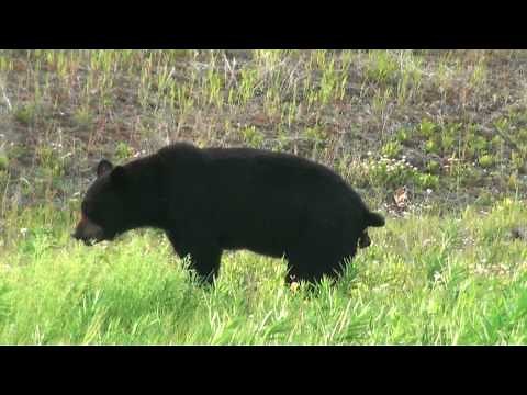 Black Bear Pooping in the Woods in HD