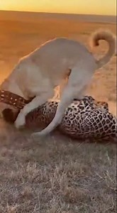 Kangal Dog vs Leopard Real Fight: The Ultimate Guardian! 😱