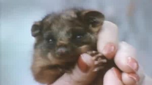 ABBA - Tropical Loveland (Official Music Video from The Album *ABBA* 1975)