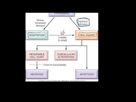 #1 - Introduction to pathology - etiology, pathogenesis, morphology terms, homeostasis, apoptosis