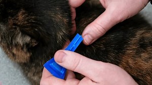 Verwendung von Antifloh-Tropfen zur Behandlung einer: Stockvideos & Filmmaterial (100 % lizenzfrei) 3886333067 | Shutterstock