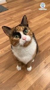 Esta #gatita parece que te juzga constantemente y todo debido a sus curiosas cejas 🐱 | Notas de Mascotas