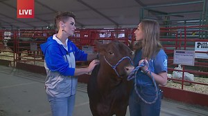 Iowa State Fair animals: Cinnamon the calf is all grown up