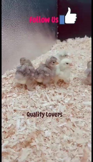 *Top Quality Fancy Hens Chicks for Sale! �* Are you looking for unique and beautiful additions to your flock? Look no further! Parwaz Fancy Farm has a variety of top-quality fancy hens chicks available, including: - *Polish* with their crested feathers - *Silkie* with their soft, fluffy plumage - *Bantam* with their adorable miniature size - *Cochin* with their feathered legs and gentle nature - *Minorca* with their sleek, elegant appearance and rich history Our chicks are healthy, vaccinated, a