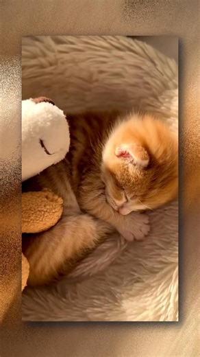 THE COZIEST WINTER NAP ❄️ See more cozy moments on our page. This is just too pure. #winter #stuffedanimals #kitten #orangecat #sleepycat #cozy #catfriendly #fblifestyle | Meow Multiverse