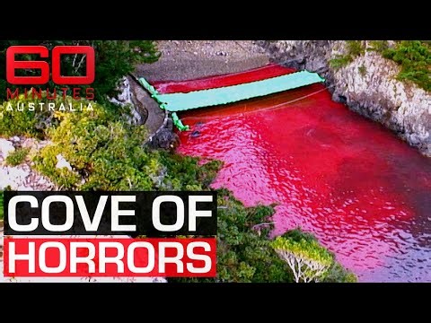 The dolphin massacre that occurs annually in an idyllic Japanese town | 60 Minutes Australia
