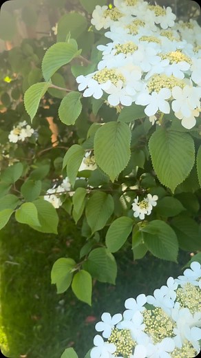 Japanese snowball viburnum in the sunshine showing off its bright white blooms and rich green foliage. | Schofield Outdoors