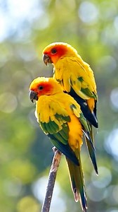 317 reactions · 22 shares | Sun Conure (Aratinga solstitialis) The...