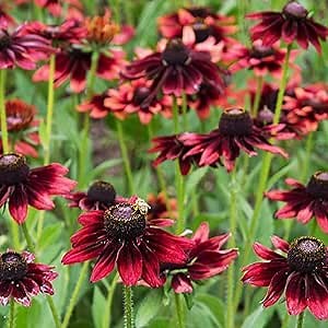 CHUXAY GARDEN 30 Seeds Rudbeckia Hirta 'Cherry Brandy',Cherry Brandy Black-Eyed Susan, Gloriosa Daisy Rare Flowering Plant Striking Landscaping Plant