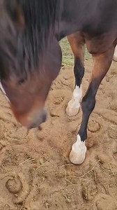 Mary Kitzmiller Horsemanship on Reels
