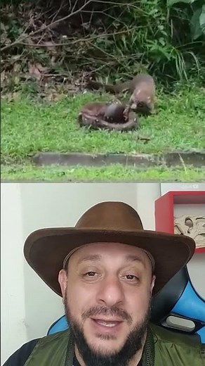 Jiboia pegou Quati | Shorts | Biólogo Henrique