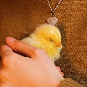 38K views · 142 reactions | Egg hatching in a handmade incubator! | 5-Minute Crafts Play | Facebook