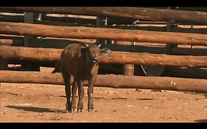 183K views · 1.3K reactions | How To Save A Species Before It Goes Extinct | Seeker by The Verge | Facebook