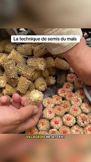 La technique du mais #mais #agriculture #jardinage #recolte #produitfrancais