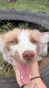 5.6K views · 59 reactions | Round and round, Luca Fox goes! How many...