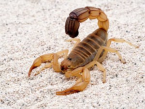 Scorpion Symbolism: 30 Spiritual Meanings Of Scorpion