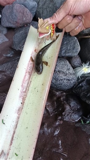 SNAKEHEAD FISH, SNAKEHEAD FISH Aquarium - SNAKEHEAD FISH #shorts #fish #channa #viralvideo