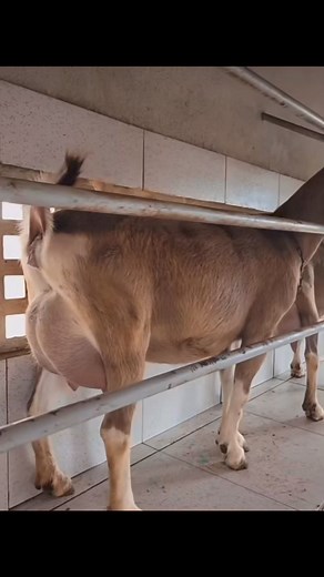 Farmers appreciate Alpines not only for their milk but also for their hardiness and ability to thrive in diverse environmental conditions. Alpine goats are known for their independent and curious nature, making them well-suited for free-ranging systems. ‼‼FULL BLOOD ALPINE GOATS ( DAIRY GOATS)‼‼ AVAILABLE. LIVESTOCK EXPORTERS SOUTH AFRICA,We are number one exporters of ALPINE GOATS ( ALPINE MILK GOATS ), a few of our other Live stocks include; 1.cattle, 2.dairy, 3.sheep, 4rabbits, 5.ostrich, 6.T
