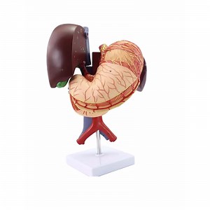 [Hot Item] Liver and Gallblandder, Pancreas, Stomach, Duodenum Model Anatomical Model