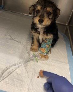 📢📢📢💥BREAKING NEWS!!! 💥📢📢📢 This just in! Wicket W. Warrick has decided to try food again!! We are so excited about what this means… our baby boy is turning the corner big time! To say we are ecstatic would be an UNDERSTATEMENT! Because of all of you wonderful supporters, our staff, vet team and everyone who jumped in to help where ever the need was, this puppy is getting the chance to LIVE! There will never be enough thank you’s! But we hope you will all take a moment to enjoy this happy 