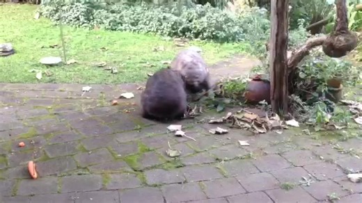 Wanted: Babysitter for Emperor, General and Commander-in-Chief of the Anti-Reindeer Patrol Division for the entirety of December. Must work for carrots and have no association with reindeer. References desrired. Also, carrots. | Jackie French