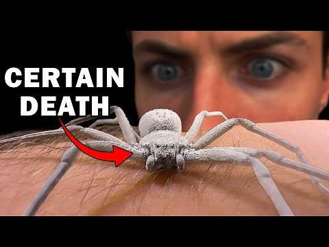 We Held the World's Most DANGEROUS Spider to Prove THIS