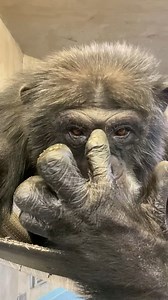 Donovan is 26 today, and there's so much to celebrate about this sweet alpha. "He's one of the only alphas who lets everyone do what they want -- for the most part," shares Caregiver Nicole. "He also loves to look at his reflection. He knows he's the man." (Cue Donovan serving the camera these adorable birthday wiggles.) 📷: Nicole | Chimp Haven