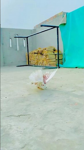 Roller pigeon #rollerpigeon #rollerkobutar #pigeon #kabootarloft05 #pigeonlaver #kabootar #pigeons
