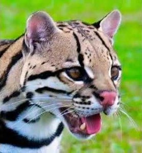 Ocelot Meow 2 🐆 🔊
