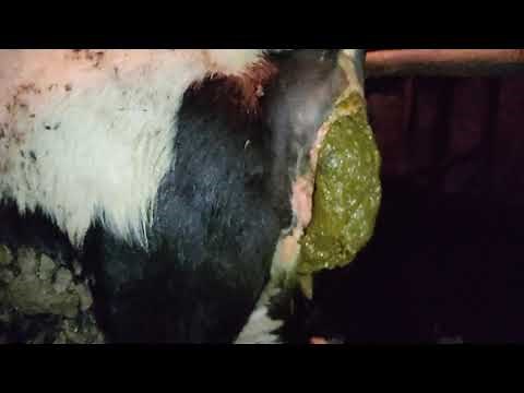 cow shit - big shit