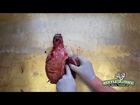 Best Way to Clean a Bear Skull | Demisted Beetle Cleaning