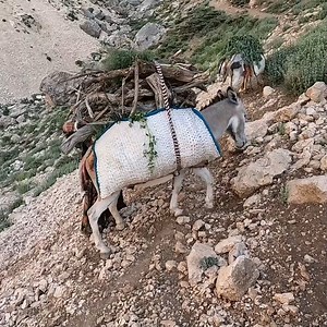 26K views · 966 reactions | Transplantation of wild plants _ cooperation of nomads and animals. | Family Cooking | Facebook