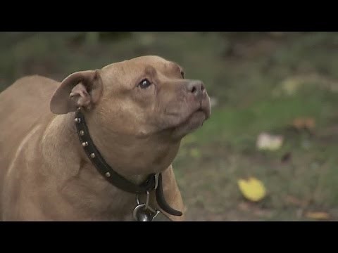 Mentally ill man allegedly rapes pit bull