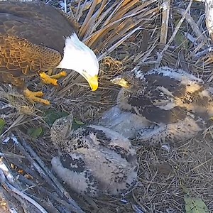 1.4K views · 32 reactions | American bald eagle Captiva Eagles - feeding. | Million Viewer | Facebook