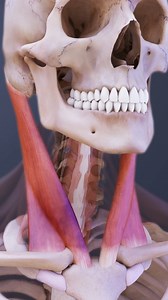 23K views · 338 reactions | When a neck muscle is strained the muscle fibers and tendons may be stretched beyond their normal limits or torn causing pain, tenderness, and difficulties moving the neck. How have you relieved pain from a stiff neck? | Spine-health | Facebook