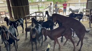 Goat Tagging For Record Keeping || ریکارڈ رکھنے کے لئے بکریوں کو ٹیگ لگانا | Goat Land Farms