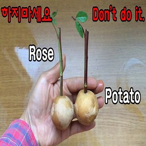 5.8K views · 33 reactions | How to plant rose in potato | Natural Health Hack | Facebook