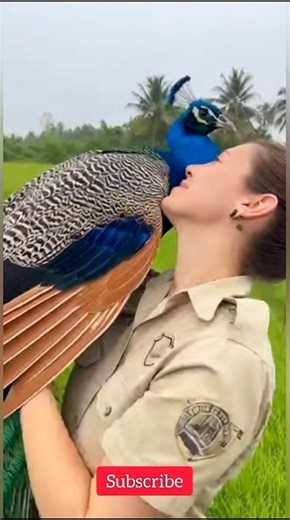 Peacock Walks to Girl 🦚 | Beautiful & Magical Moment