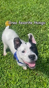 55 reactions · 6 comments | This wire-haired terrier mix with the...