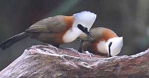 White-crested Laughingthrush (白冠噪鹛,Garrulax leucolophus), in Yunnan province. Stunningly white peaked crest, combined with a thin dark mask and russet-brown body, makes it an otherworldly beauty. 🌹🌹🌹 #China #nature #birds #wildlife #travel #peace #beauty #beautiful #love | Lin hillside