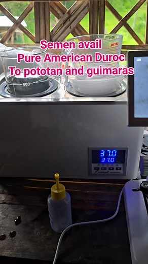 You will learn the hardway #duroc #piggerybusiness #oink #pig #piggeryfarm #PIGGERY #farmlife #purebreed | Mbtc business