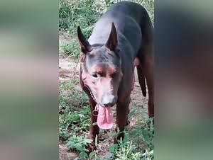 man's huge cock with his dog