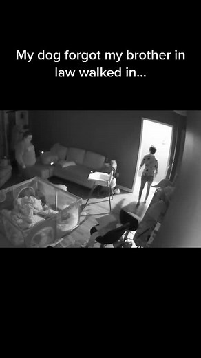 Bayley (@bayley.rose.smelly.toes)’s video of dog screaming